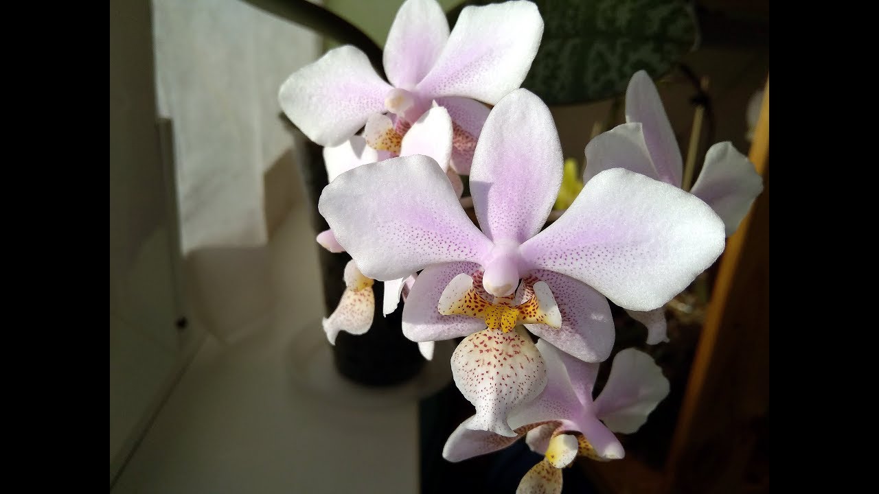Орхидея филадельфия старого образца
