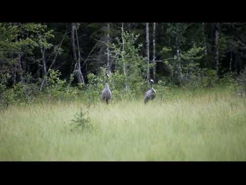 Video: Pelikaanien Ja Haikaroiden Välinen Ero