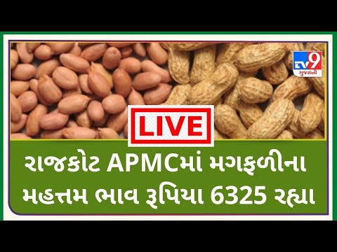 રાજકોટ APMCમાં મગફળીના મહત્તમ ભાવ રૂપિયા 6325 રહ્યા | TV9NEWS