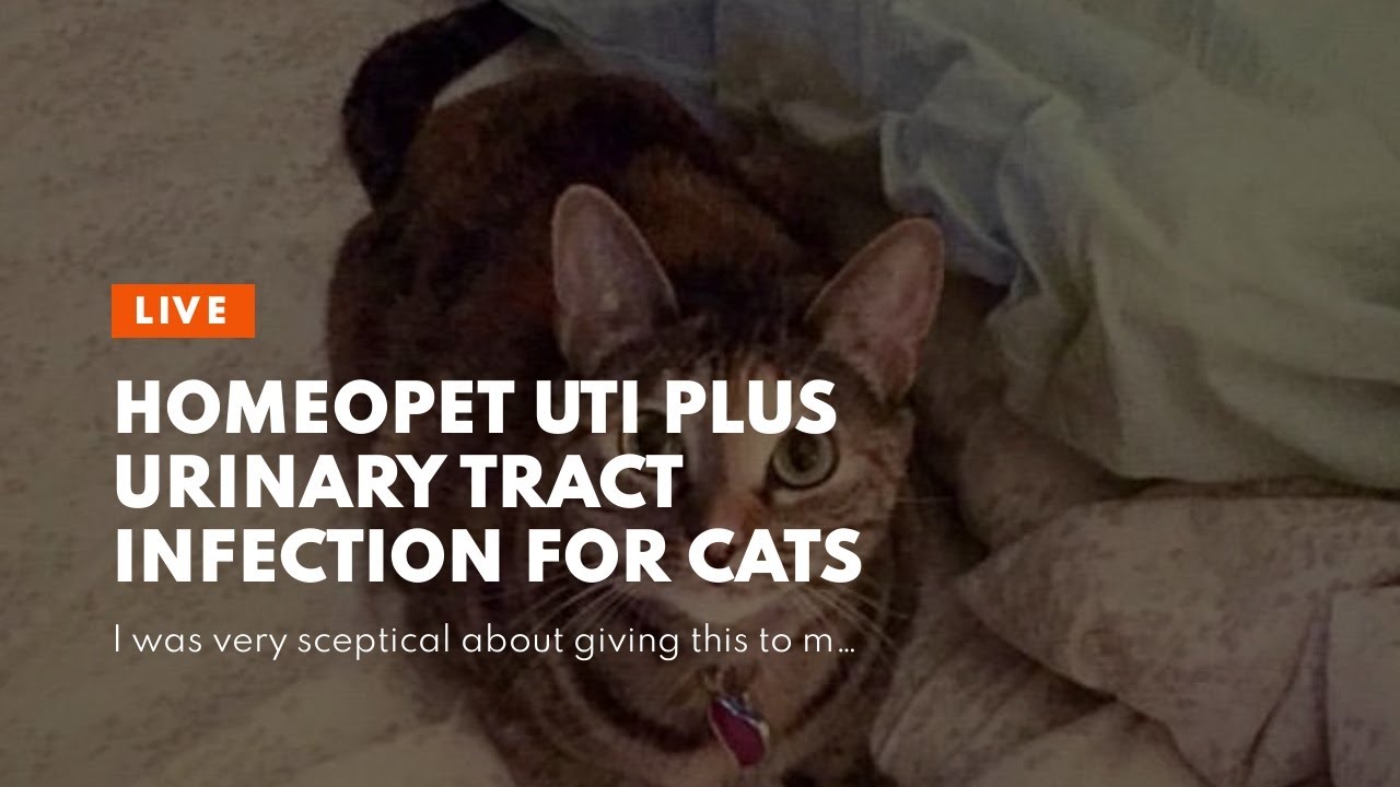 HomeoPet UTI Plus Urinary Tract Infection for Cats YouTube