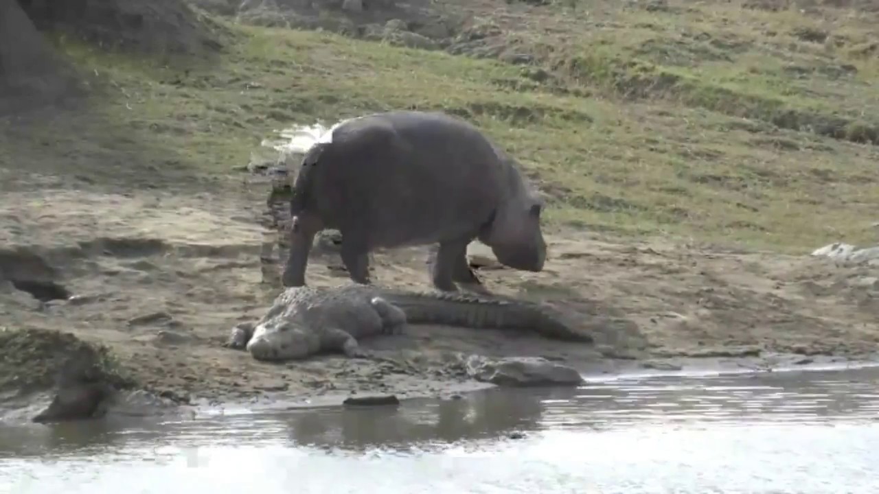 sindile faku June 29, 2017 -Sunrise- River Cam Action