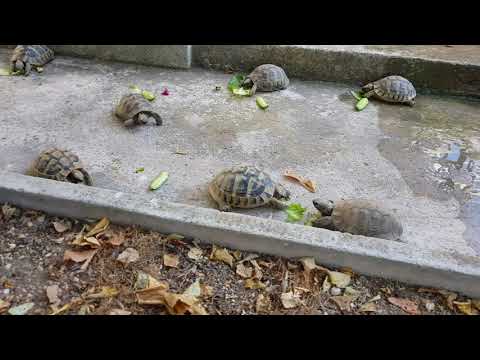 Βίντεο: Τι τρώνε οι χελώνες