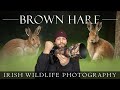 Amazing morning  irish wildlife photography  irish hare