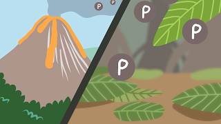 The Surprising Link Between Volcanoes and Tropical Forest Regeneration