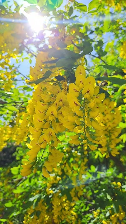 Acacia 🌿 Жовта акація - YouTube