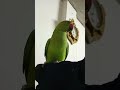 mitthu mitthu 89 #parrot #talkingparot #mitthumitthu #birds #greenparrot #cute #cow #birdcomedy #yt