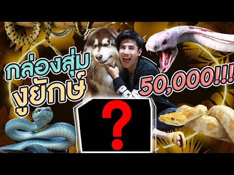 กล่องสุ่มคู่รักงูยักษ์ 50,000 บาท!!(จะได้อนาคอนด้าไหมเเนี่ย ฮาๆ!)