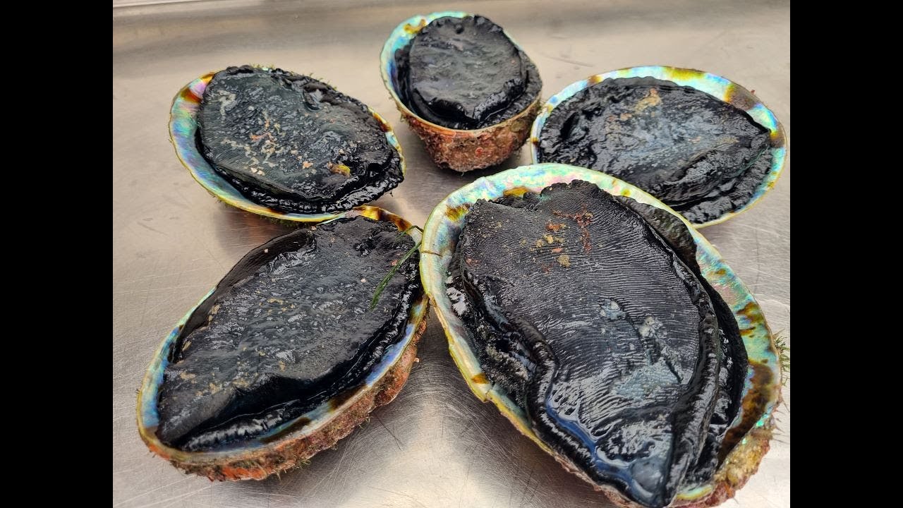 Diving Kina Paua | Paua Fritter Recipe | Porirua NZ - YouTube