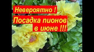 Посадка пионов в июне, делюсь опытом, пион ИТО гибрид Garden Treasure в контейнере