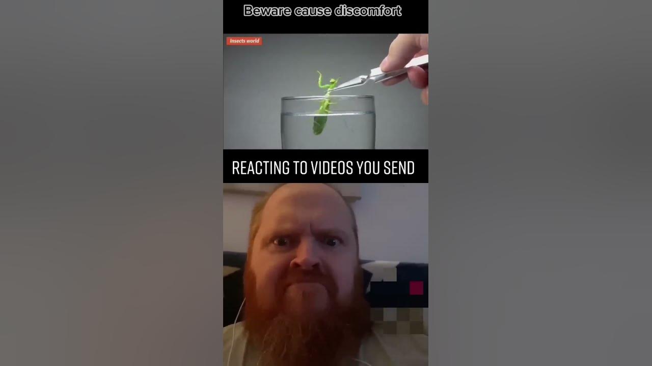 Praying Mantis Parasite! YouTube