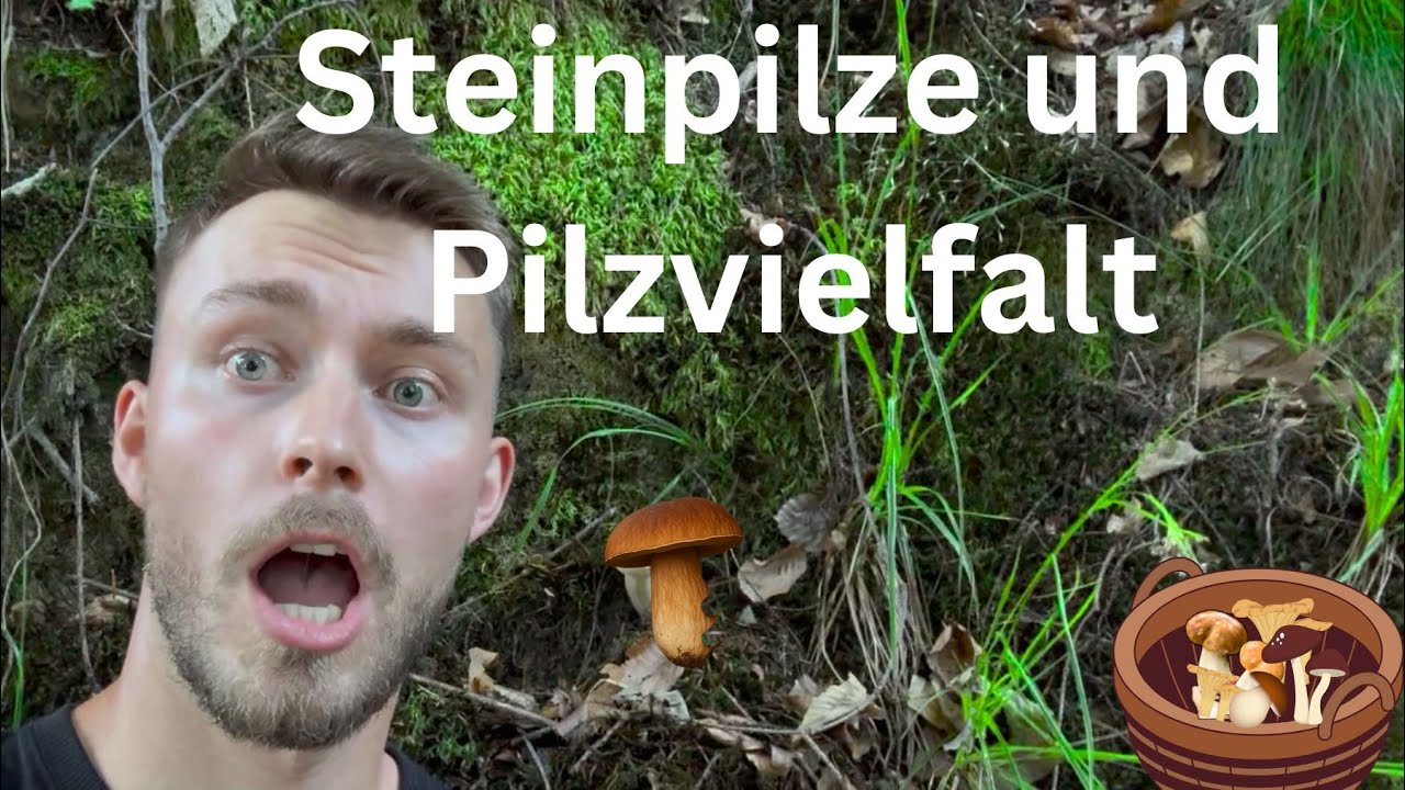 Steinpilze und Pilzvielfalt 2025 #Steinpilze2025 - YouTube Steinpilze und Pilzvielfalt 2025 #Steinpilze2025 - YouTube