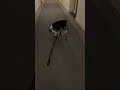 Mini Aussie Dog Does Handstands in Snow Booties
