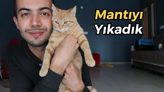 Mantıyı Kuru Şampuanla Yıkadık  (Kış Aylarında Kedi Yıkama)