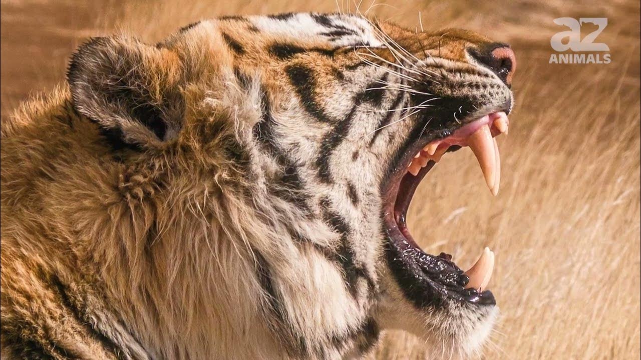 10 Incredible Bengal Tiger Facts - A-Z Animals