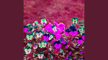 Background for Infinite Days