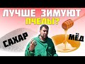 Сахар или мед, на чем лучше зимовать пчелам. Сахарный сироп или мед с подсолнечника в зиму