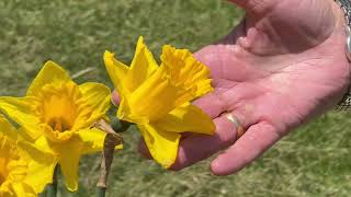 The Large Cupped Narcissus Fortune - Bulbs for Fall Planting