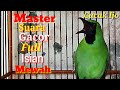 Cucak Ijo Gacor Habissssss Suara Emosi Full Tembakan Suara Spesial Mewah Mp3 - Mp4 Download