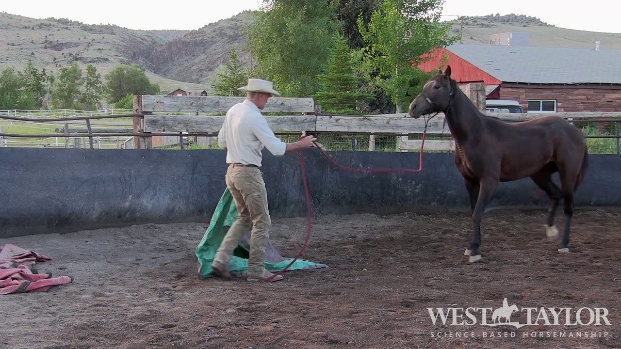 How to help your horse RELAX and pay ATTENTION! YouTube