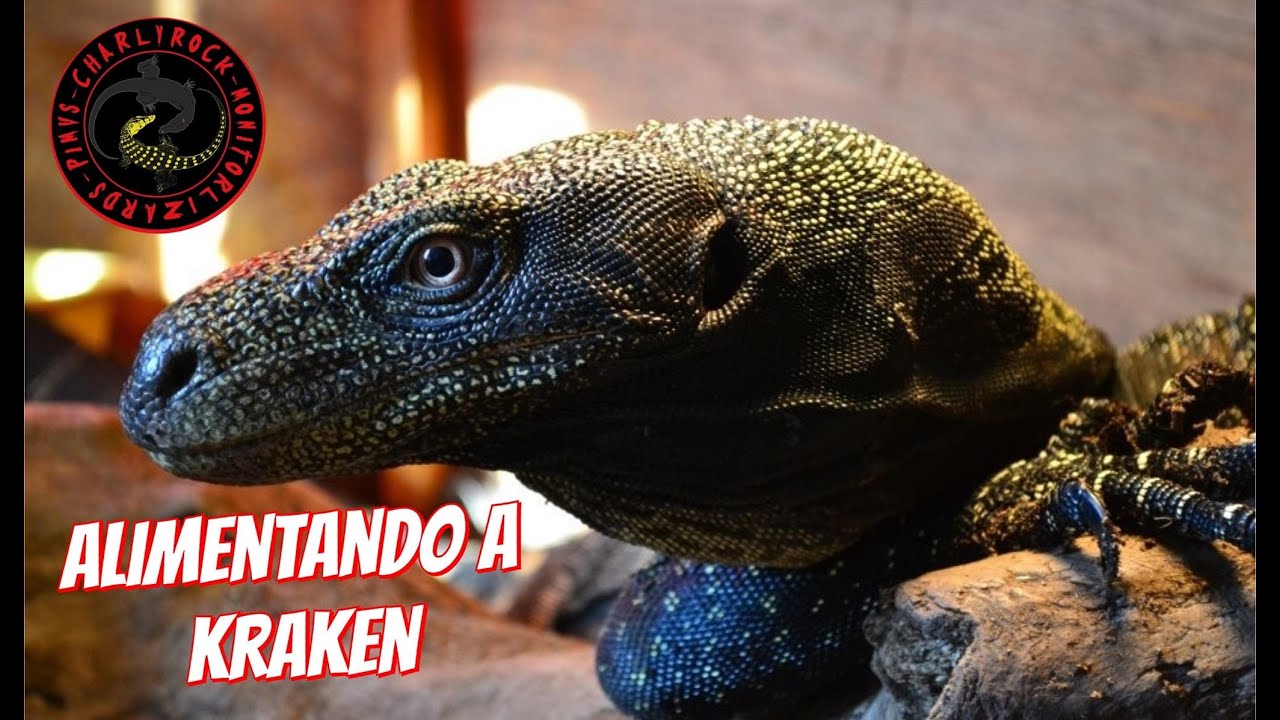 HABLEMOS DE VARANOS COCODRILO 😎