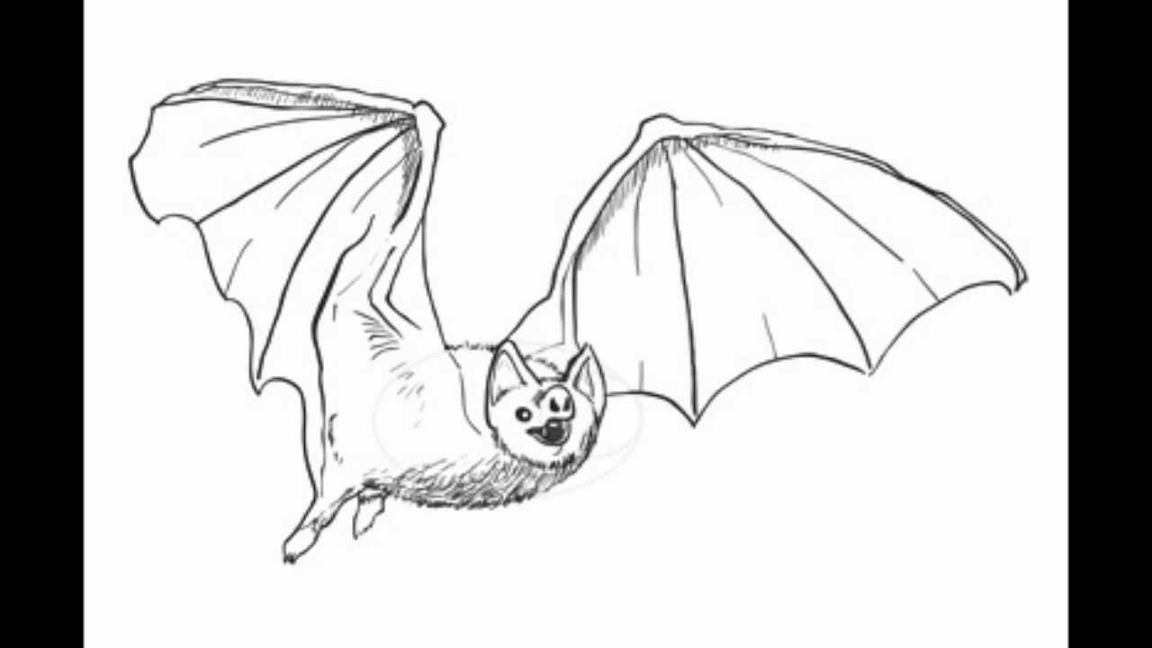 How to Draw a Bat Step by Step YouTube