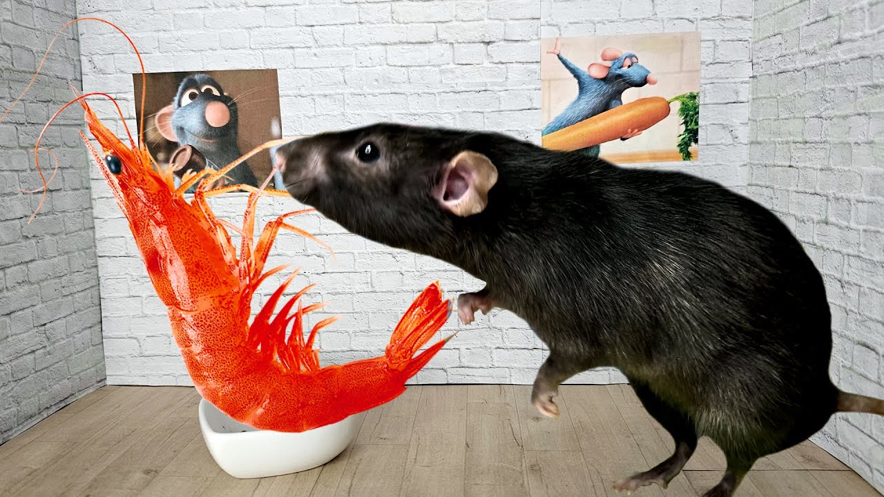 A rat eats dried shrimps Mukbang ASMR YouTube