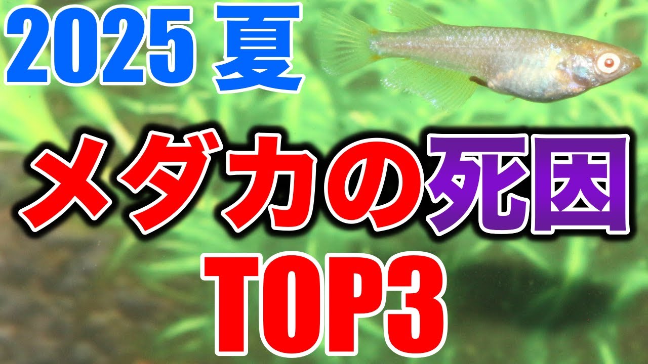 【知らないと損】夏にメダカが死んでしまう原因TOP３
