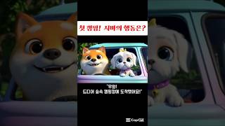 시바가 캠핑을 간 이유?  #반려견#시바견#치와와#말티즈#애견동반#애견캠핑