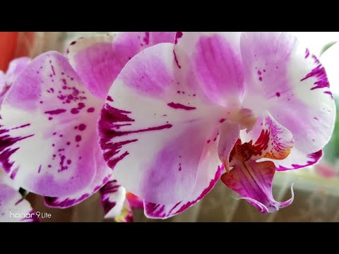 ОБЗОР ОРХИДЕЙ. Мои орхидеи обзор. Чем радуют орхидеи./Orchid Orchids//Есть вопросы к орхоманам 😊😍