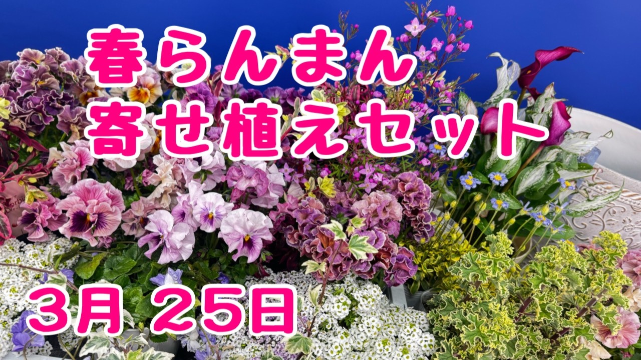春らんまんセット #パンジー #カラー フローズンクイーン #プランツ