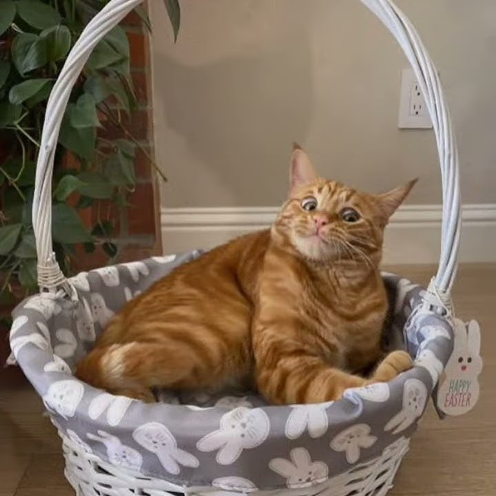 Kucing lucu backsound mix viral tiktok