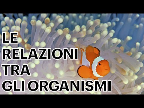 Video: Qual è la relazione tra gli organismi in una catena alimentare?