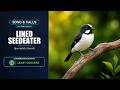 Lined Seedeater Song &amp; Calls | Sporophila lineola | Spectrogram