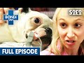 Devastated Mum Runs Over Own Dog 🚗 | Bondi Vet Season 2 Ep2 | Bondi Vet Full Episodes | Bondi Vet
