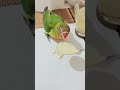 2 месяца птеньчику. самая любимая кашка 😋🦜