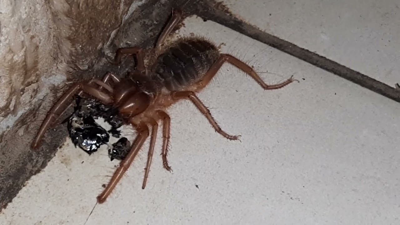 Red Roman spider kill