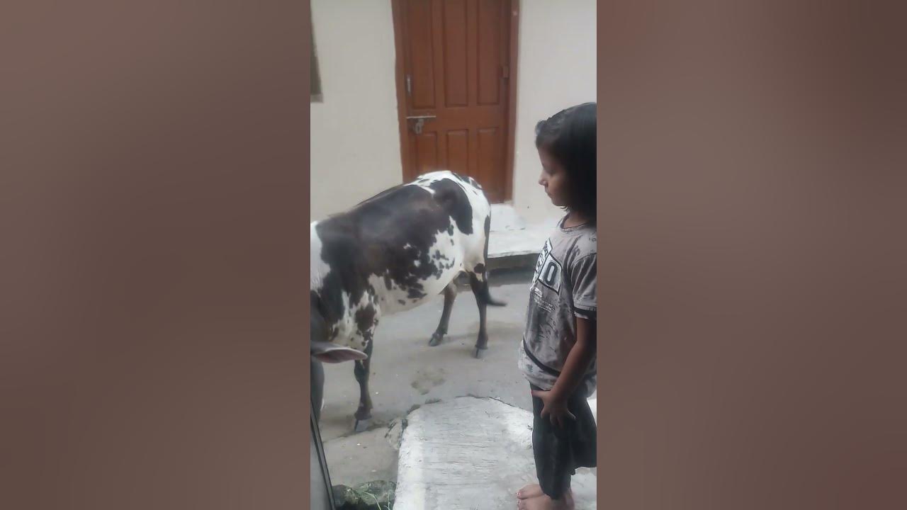 cow ko bulaya sea hua kya seshorts YouTube