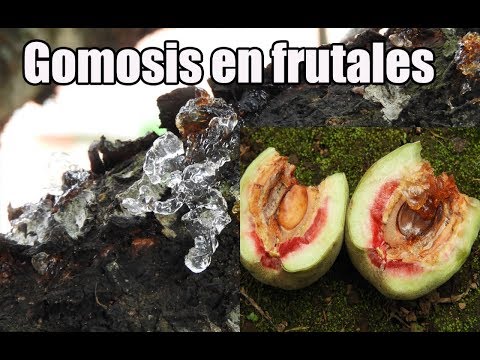 Video: Pudrición de la raíz por hongos de albaricoque: tratamiento de un albaricoque con pudrición de armillaria