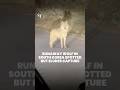 Runaway wolf in South Korea spotted a second time, but disappears