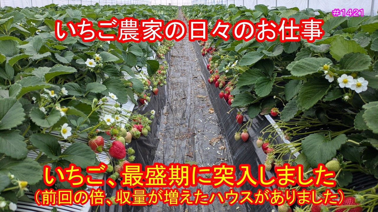 いちご、最盛期に突入しました（前回の倍、収量が増えたハウスがありました）　いちご農家の日々のお仕事　＃１４２１