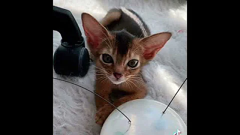 Watch the video about Beauty of Abyssinians #abyssiniancat #kitten #cat #holoserica cattery #abyssinian