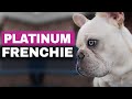 What is a Platinum French Bulldogs? - Frenchie Colors