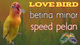 masteran lovebird minor tempo lambat