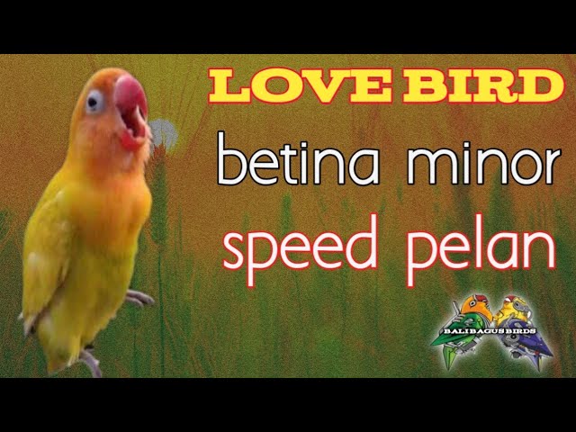 masteran lovebird minor tempo lambat class=