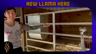 Welcoming Home A New Llama