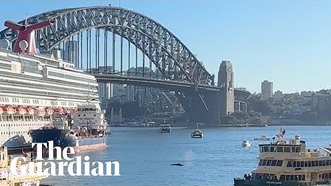 Humpback whale delays ferry service in Sydney Harbour