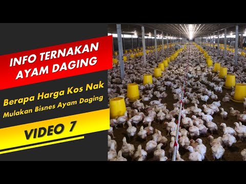 Video: Cara Membuka Ladang Ayam