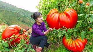 Harvest Giant Tomatoes (Tomato Varieties Require Special Care)  Goes to the market sell