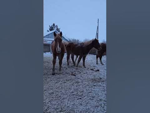 Жеребята Ландыш, Зверобой, Чабрец,Каштан,Геоцинд,Кактус #horses #лошади ...