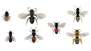What's happening to the bees?